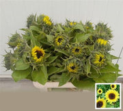 Helianthus Sunrich Limonce