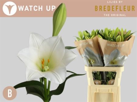 Lily - Lilium longiflorum - Watch Up