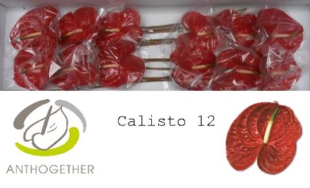 FeedSync:wholesale:f8d3d078e2ec7424138d1726bd915c098d19094e