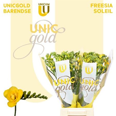 Double Freesia - Freesia - Zafresol
