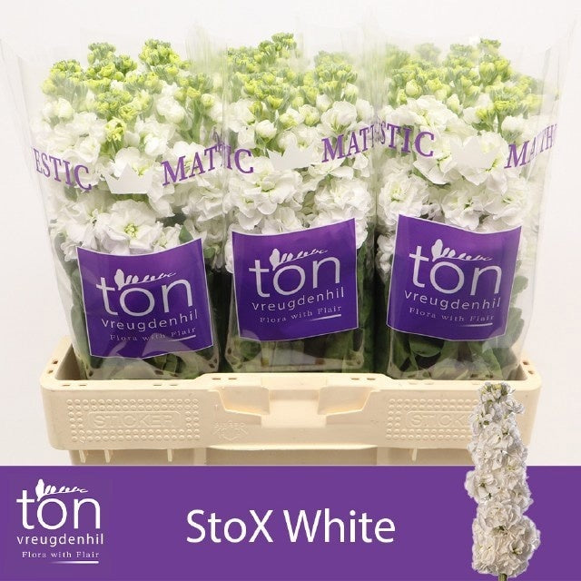 FeedSync:wholesale:95835770215c832dbf87d7cd4d8331eb62f9b06a