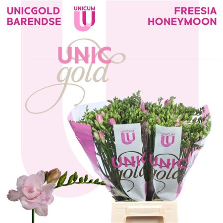 Freesia Honeymoon