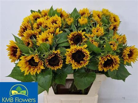 Helianthus Annuus Ziggy
