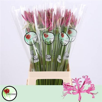 FeedSync:wholesale:027e639831ba99d12998cc855e4be3458d79beea
