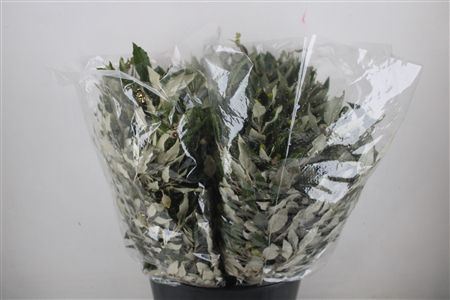 Oak Leaves - Quercus