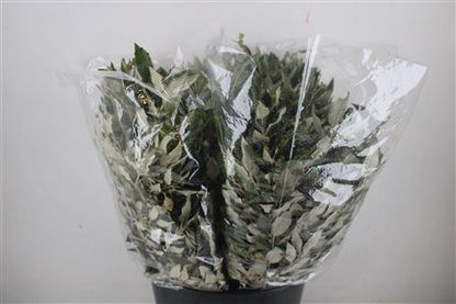 Oak Leaves - Quercus