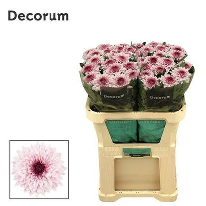 Disbudded Chrysanthemum - Chrysanthemum - Pip Pretty