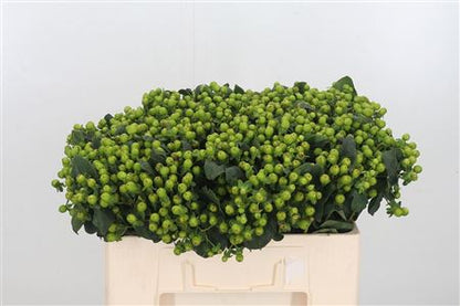 Hypericum - Hypericum inodorum - Kolmgrepo