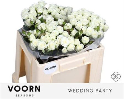 Spray Rose - Rosa - Wedding Party