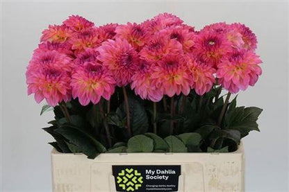 Dahlia Dec Esli
