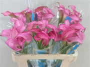 Calla Lily - Zantedeschia - Zazu