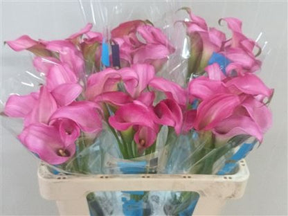 Calla Lily - Zantedeschia - Zazu