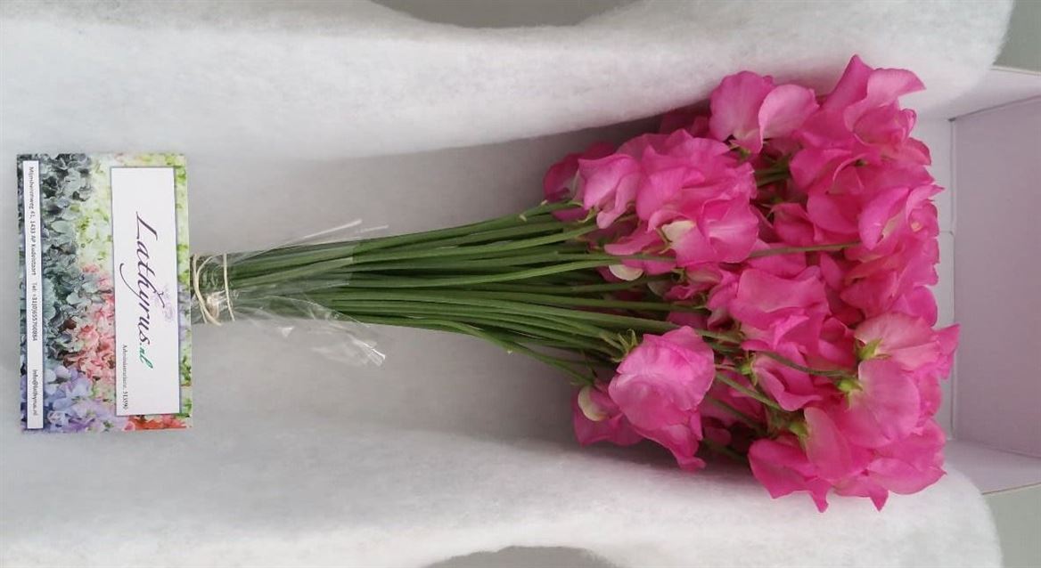 Sweet Pea - Lathyrus - Winter Sunshine Rose