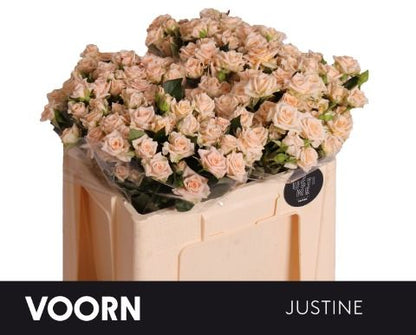 Spray Rose - Rosa - Justine
