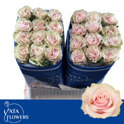 Rose - Rosa - Pink Mondial