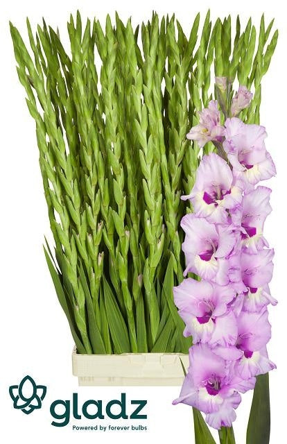 Gladiolus Zamora