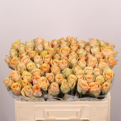 FeedSync:wholesale:27e3313e63f929169f868cf8eff576f1d1d9a626