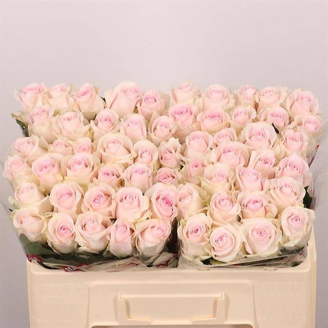 Rose Revival Sweet