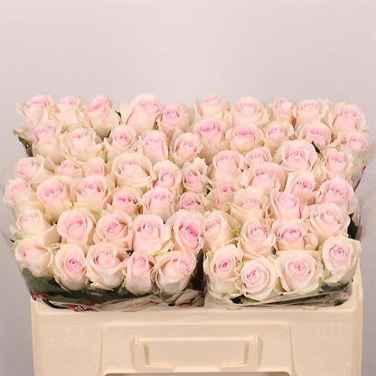 Rose Revival Sweet