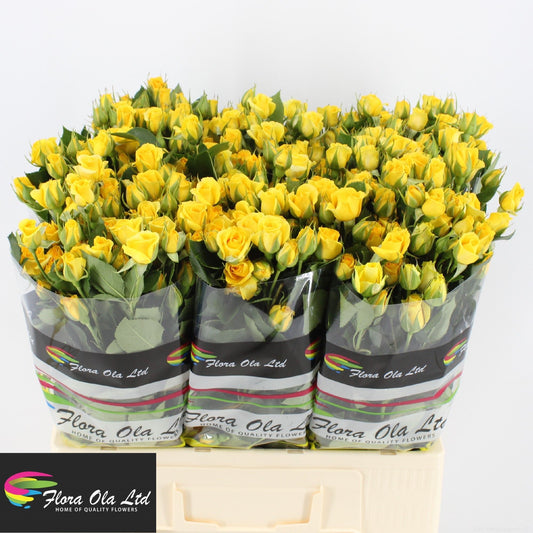 Spray Rose Yellow Babe
