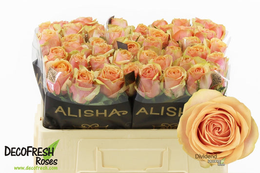 Rose Dividend