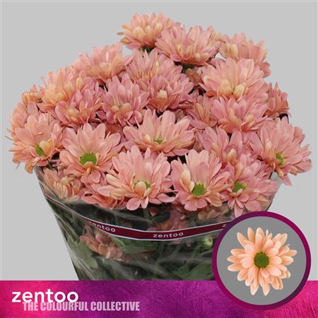 Spray Chrysanthemum - Chrysanthemum - Katinka Salmon