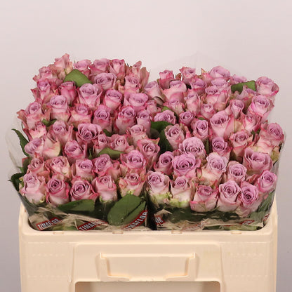 Rose Memory Lane! (20 Stems)