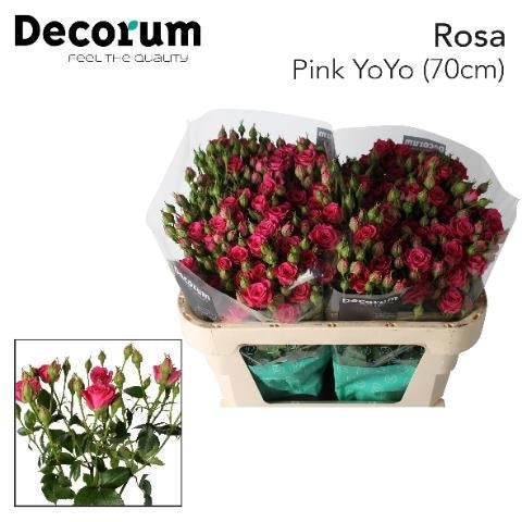 FeedSync:wholesale:8ff4bbba49b57ba72a6de2aea5c3b0bf224513e1