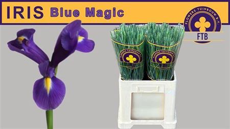 Iris Blue Magic (50 Stems)
