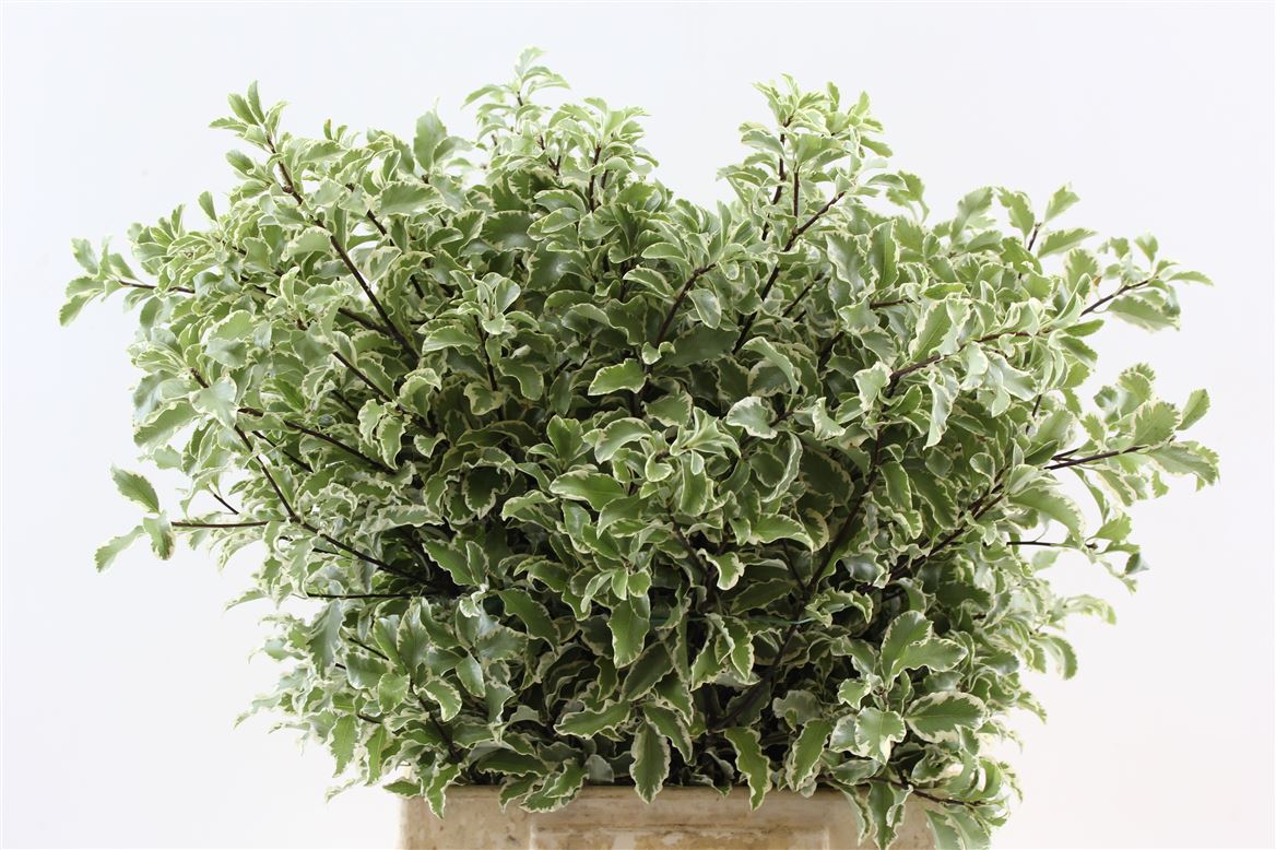 FeedSync:wholesale:8b5afc780ae7b8051d3cc84a6a941eed62ffd88f