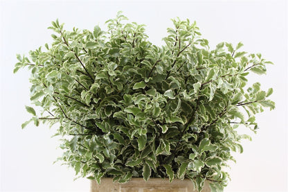 FeedSync:wholesale:8b5afc780ae7b8051d3cc84a6a941eed62ffd88f