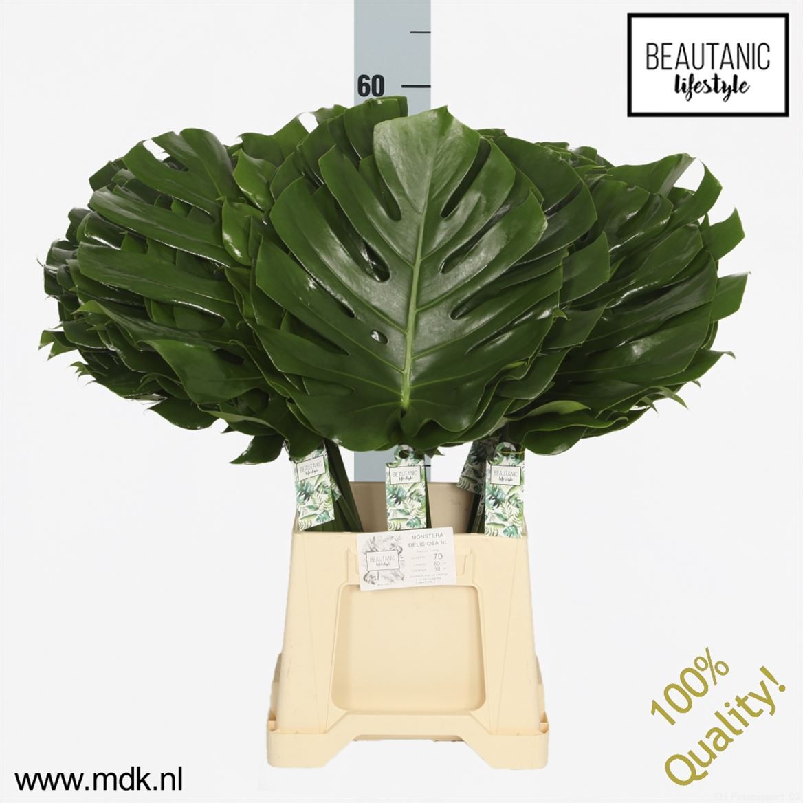 FeedSync:wholesale:1ccb3dd61a0fe60ae11ccb82ccbc1d8cecb0819c