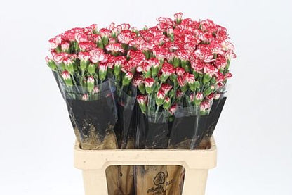 Carnation Spray Minuetto