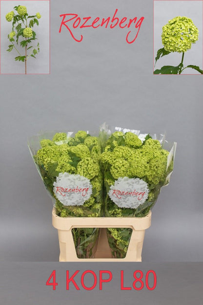 FeedSync:wholesale:fe8ef15a0c892e87c8bc7241f94bab9b5b23cf0e