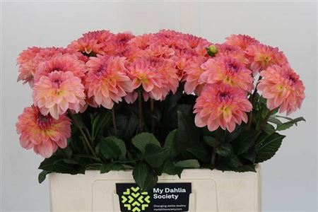 Orange Dahlia ‘Chanel’ – 55cm Cut Stems