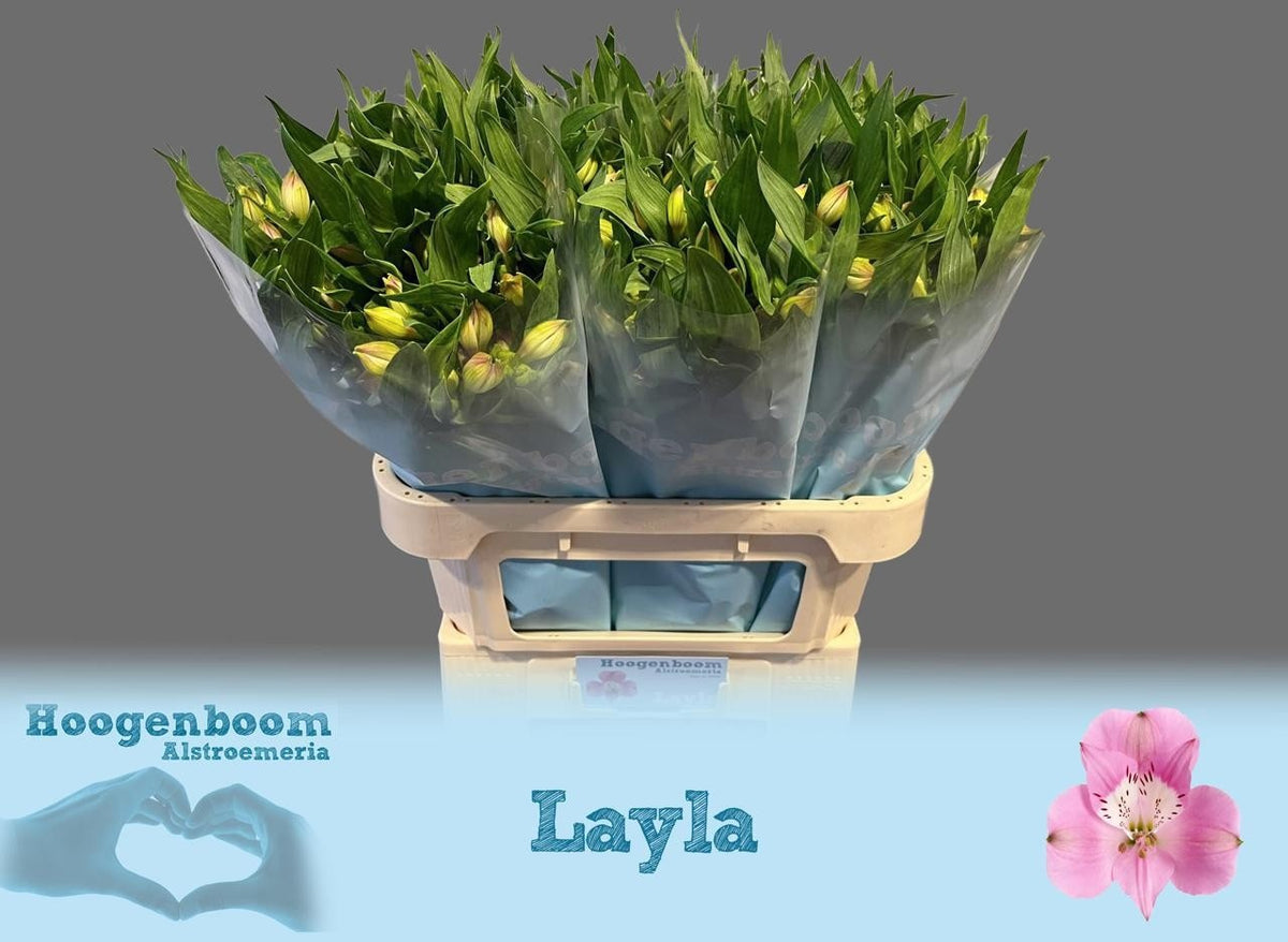 FeedSync:wholesale:979b0bba9e4118f3214d341d4b6e654df2b2353d