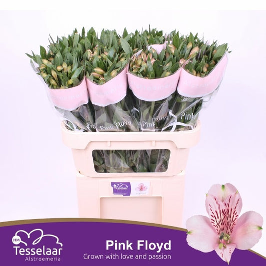 Pink Floyd Alstroemeria Cut Flowers – 10 Stems