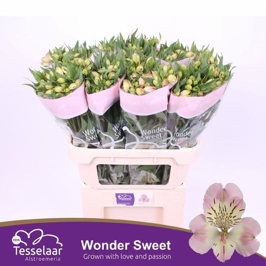 Pink Alstroemeria ‘Wonder Sweet’ Cut Flowers – 10 Stems