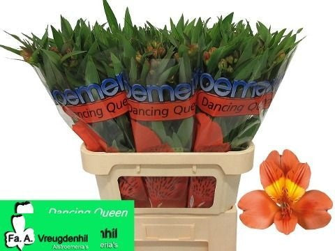 Alstroemeria Dancing Queen (10 Stems)