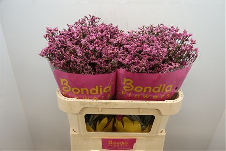 FeedSync:wholesale:bb142370d8c961a515f2688d05e0f2cbcc80f482