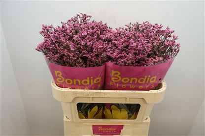 FeedSync:wholesale:bb142370d8c961a515f2688d05e0f2cbcc80f482