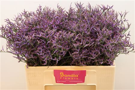 FeedSync:wholesale:33731e1f0233f402cd15ad1ddb21f017c07aabd2