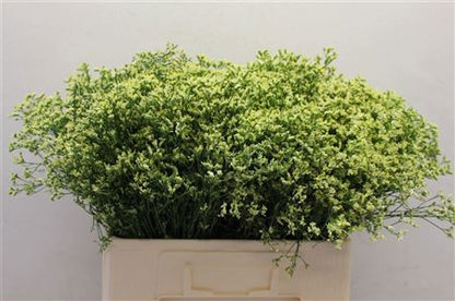 FeedSync:wholesale:b5d3848c350703fd7bcba5d4a2c8deb0c90e65fa