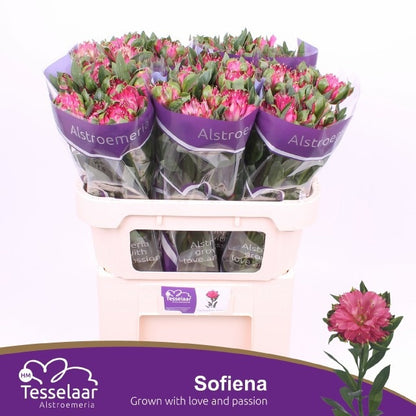 Alstroemeria Fash Sofiena