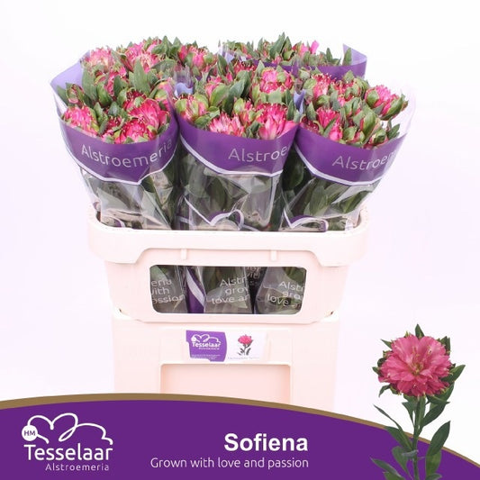 Alstroemeria Fash Sofiena