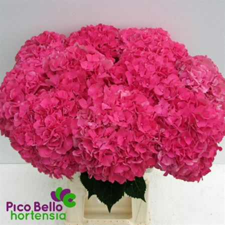 Hydrangea - Rodeo - Pink
