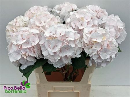 FeedSync:wholesale:c450755838489fd1eb090e862864f403a11a9a2a