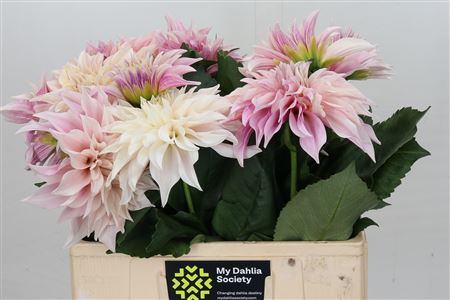 Dahlia Café Au Lait