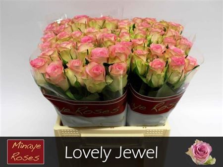 FeedSync:wholesale:570dfcb5f3d85dda31aca92c4176dbb5bdbda565
