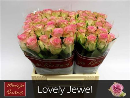 FeedSync:wholesale:570dfcb5f3d85dda31aca92c4176dbb5bdbda565